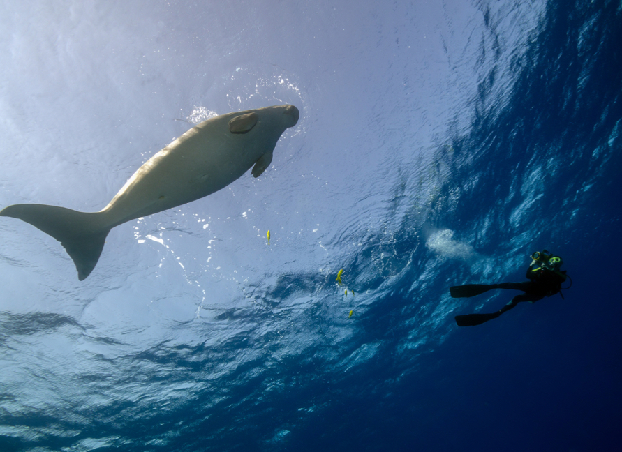 Dugong diving superyacht charter Indonesia