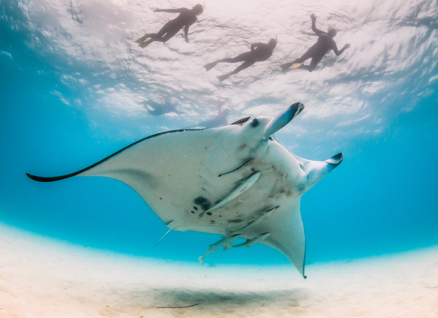 Manta ray diving superyacht charter French Polynesia