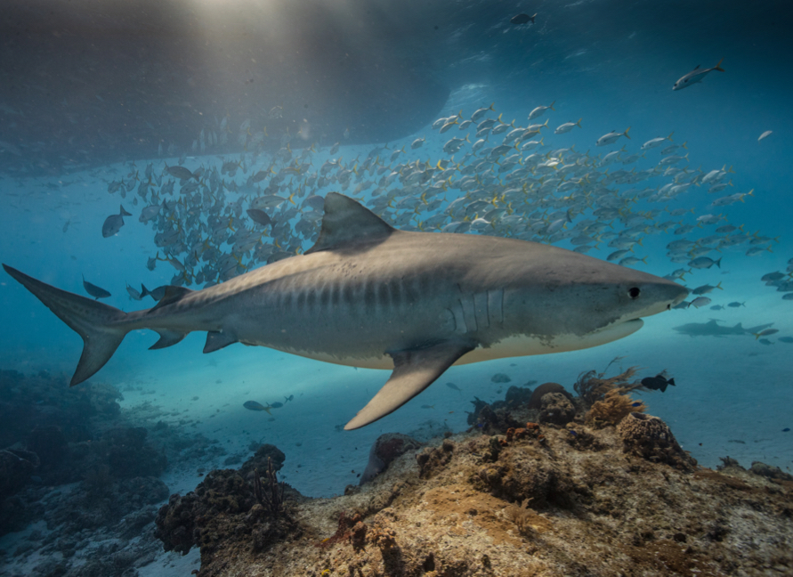 Tiger shark diving superyacht charter Caribbean