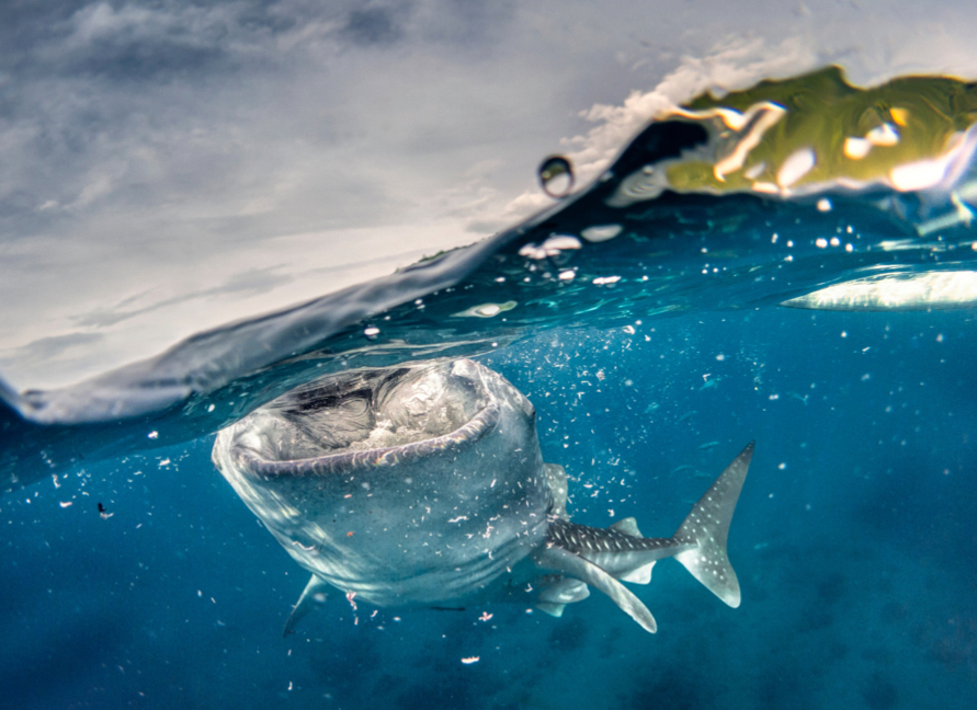 Whale shark diving superyacht charter Maldives
