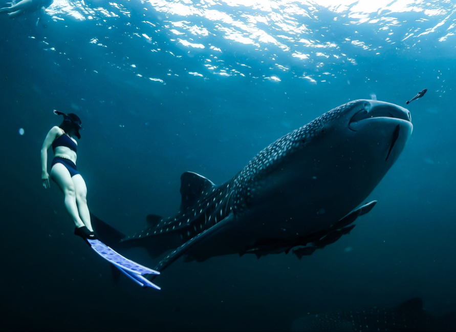 Whale shark scuba diving superyacht charter